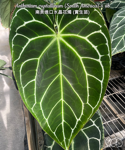 美琪園藝Miki Orchid - 品種詳細頁